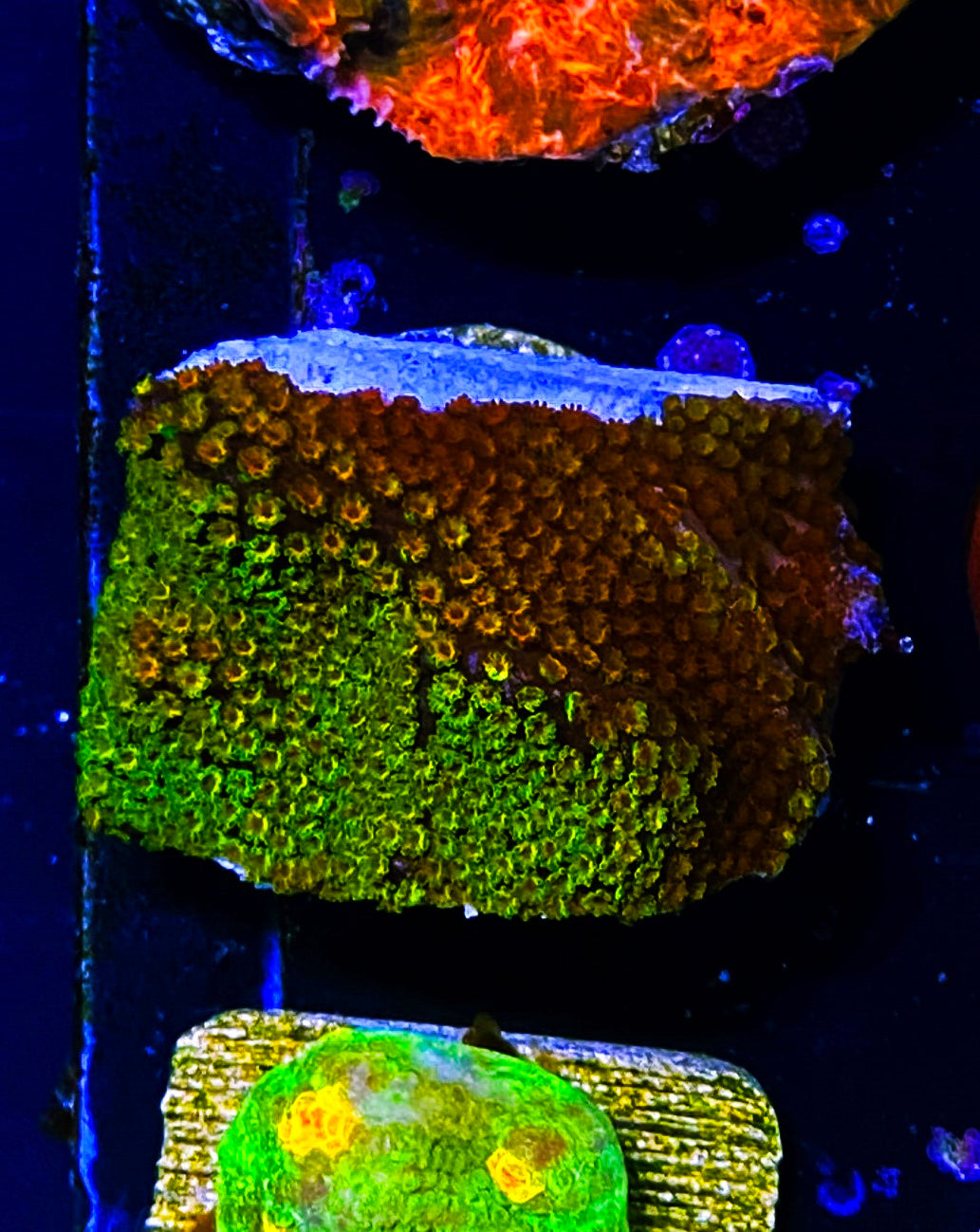 W30-A2 Aquacultured Fruity Pebbles Monti