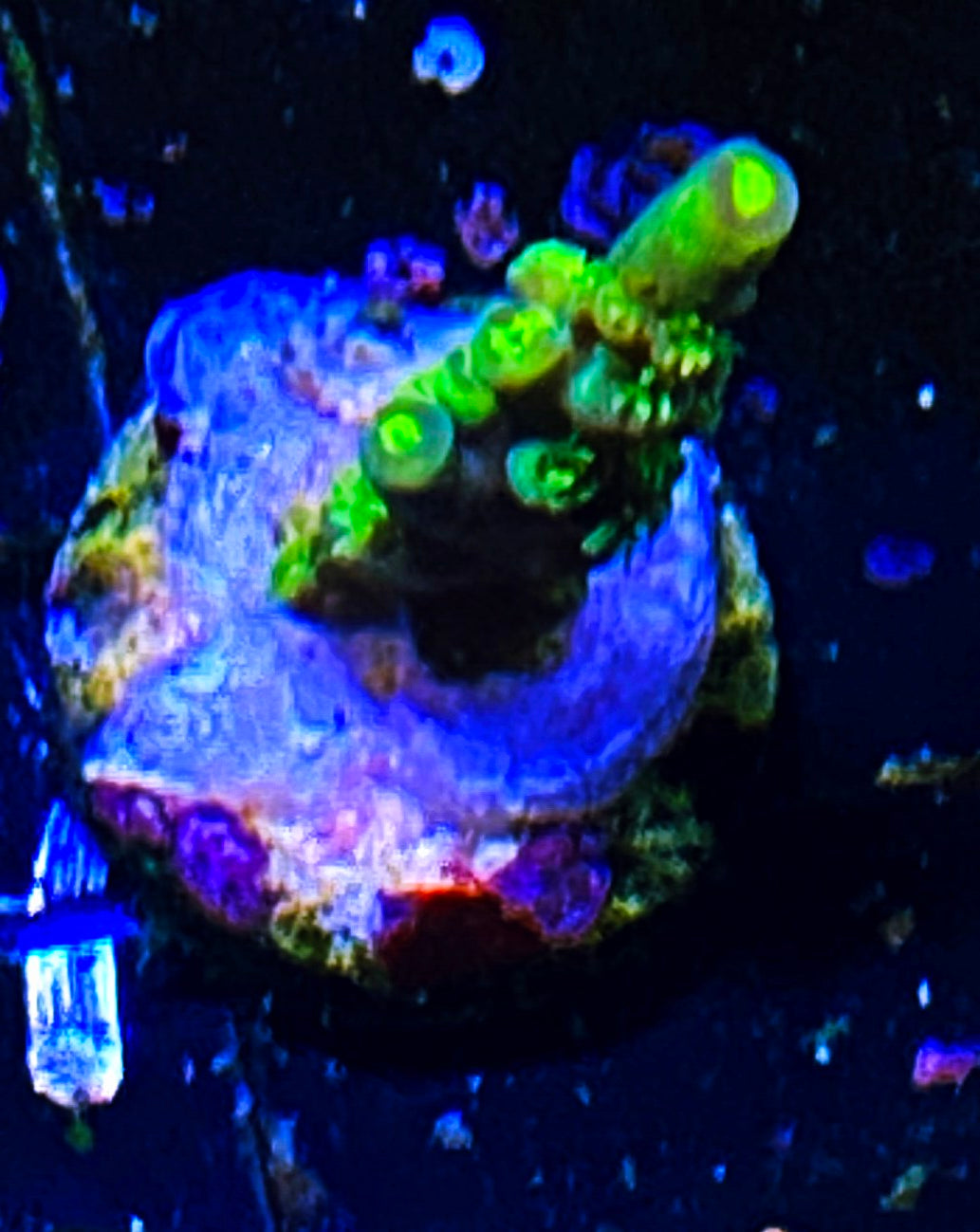W30-A4 Aquacultured Acro