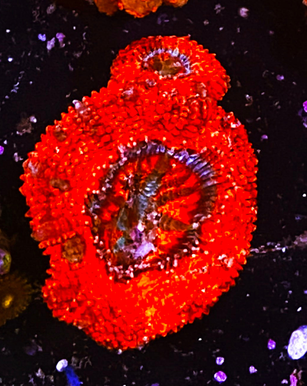 W30-B2 2H Metallic Acans