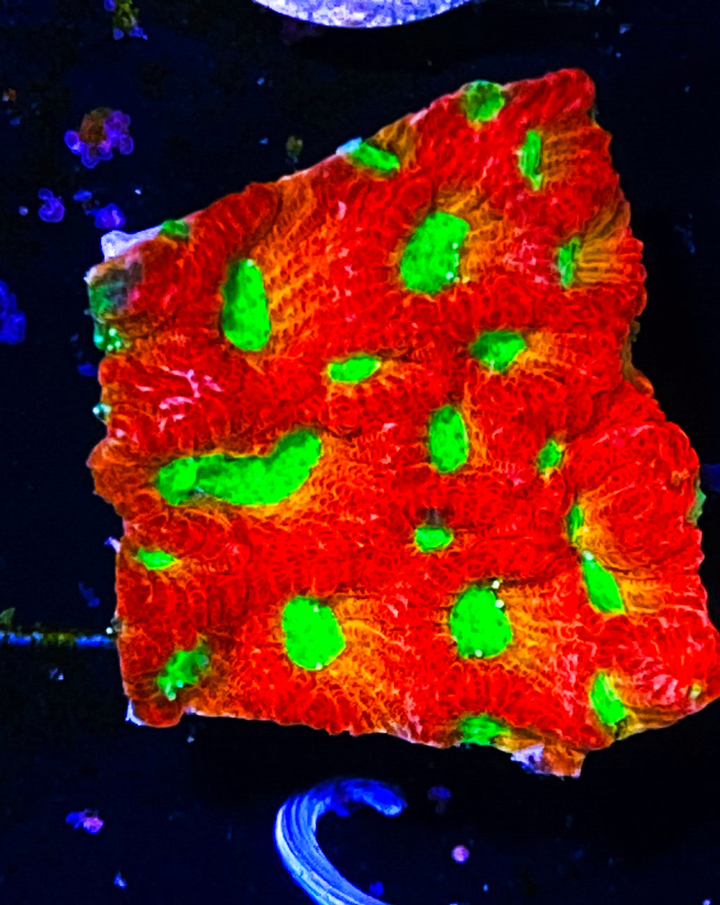 W30-C1 Aquacultured Spicy Lemon Favia