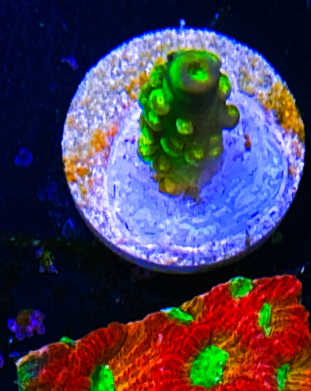 W30-C2 Aquacultured Acro