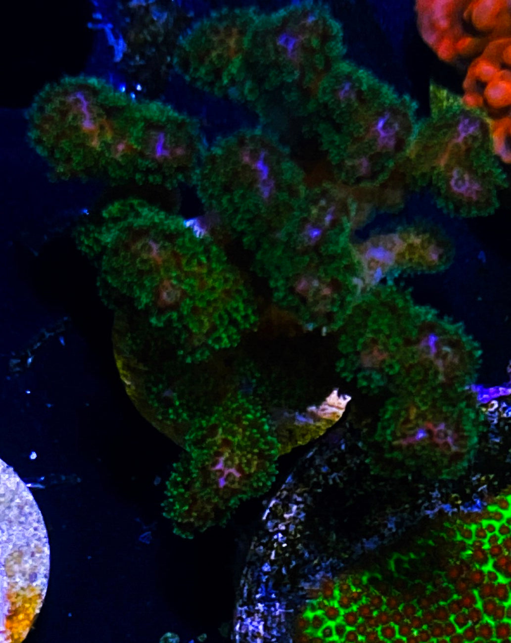 W30-C3 Chunky Aquacultured Poccilipora