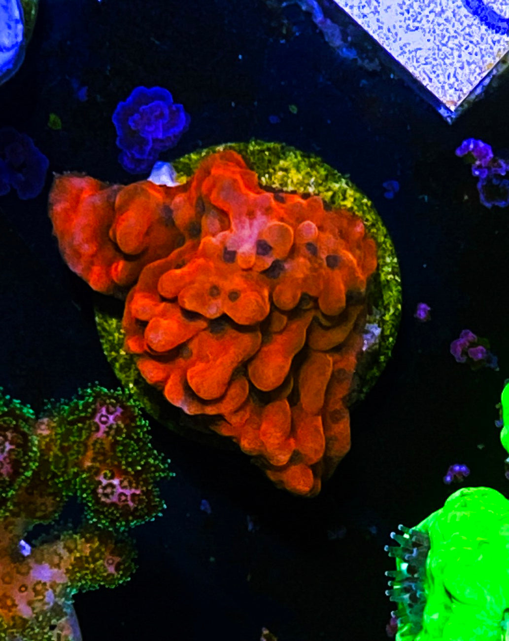 W30-C4 Aquacultured Tropic Thunder Monti