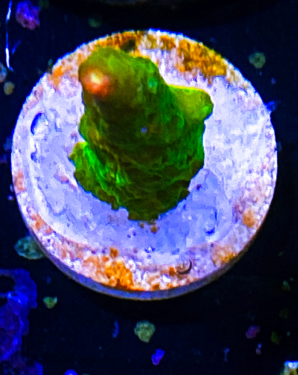 W30-D2 Aquacultured BattleCorals Xmas
