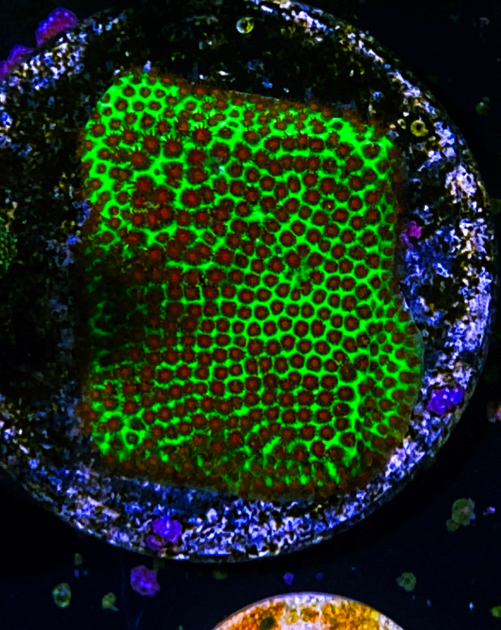 W30-D3 Aquacultured Candy Apple Stylocoeniella