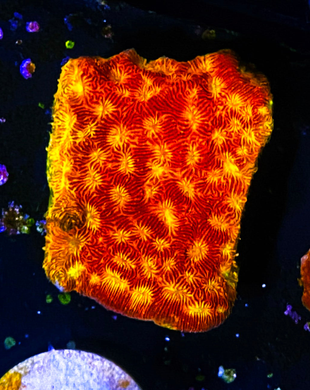 W30-E2 Aquacultured JF Jack-o-Lantern Lepto