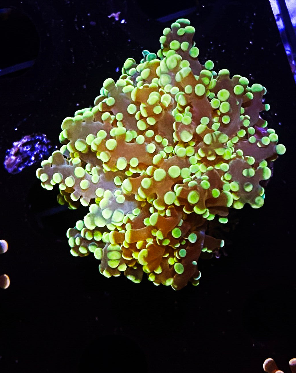 W30-E3 Yellow Octo
