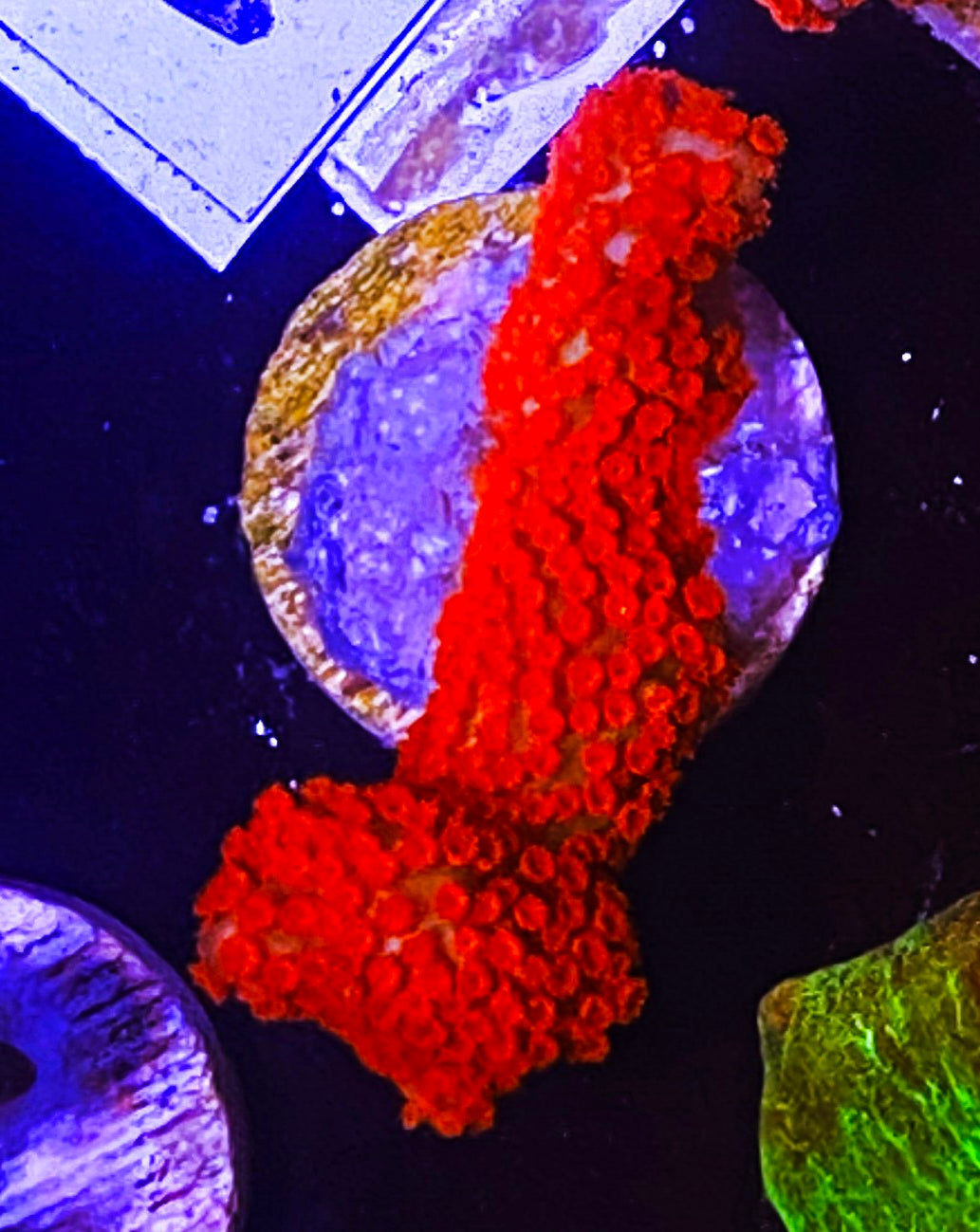 W31-C4 Aquacultured Bubblegum Digi