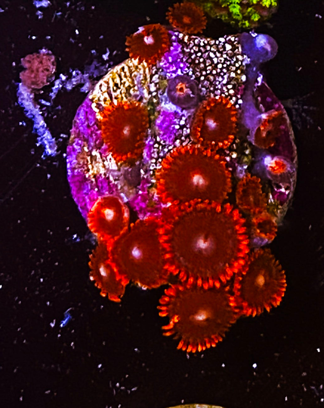 W31-D2 10p Aquacultured Zoas