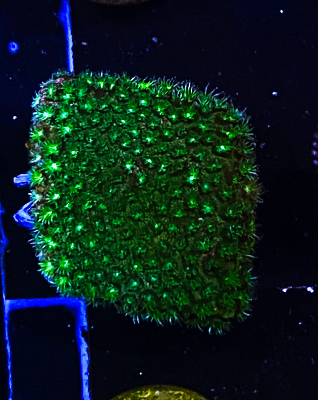 W32-b2 Aquacultured Micro Goni