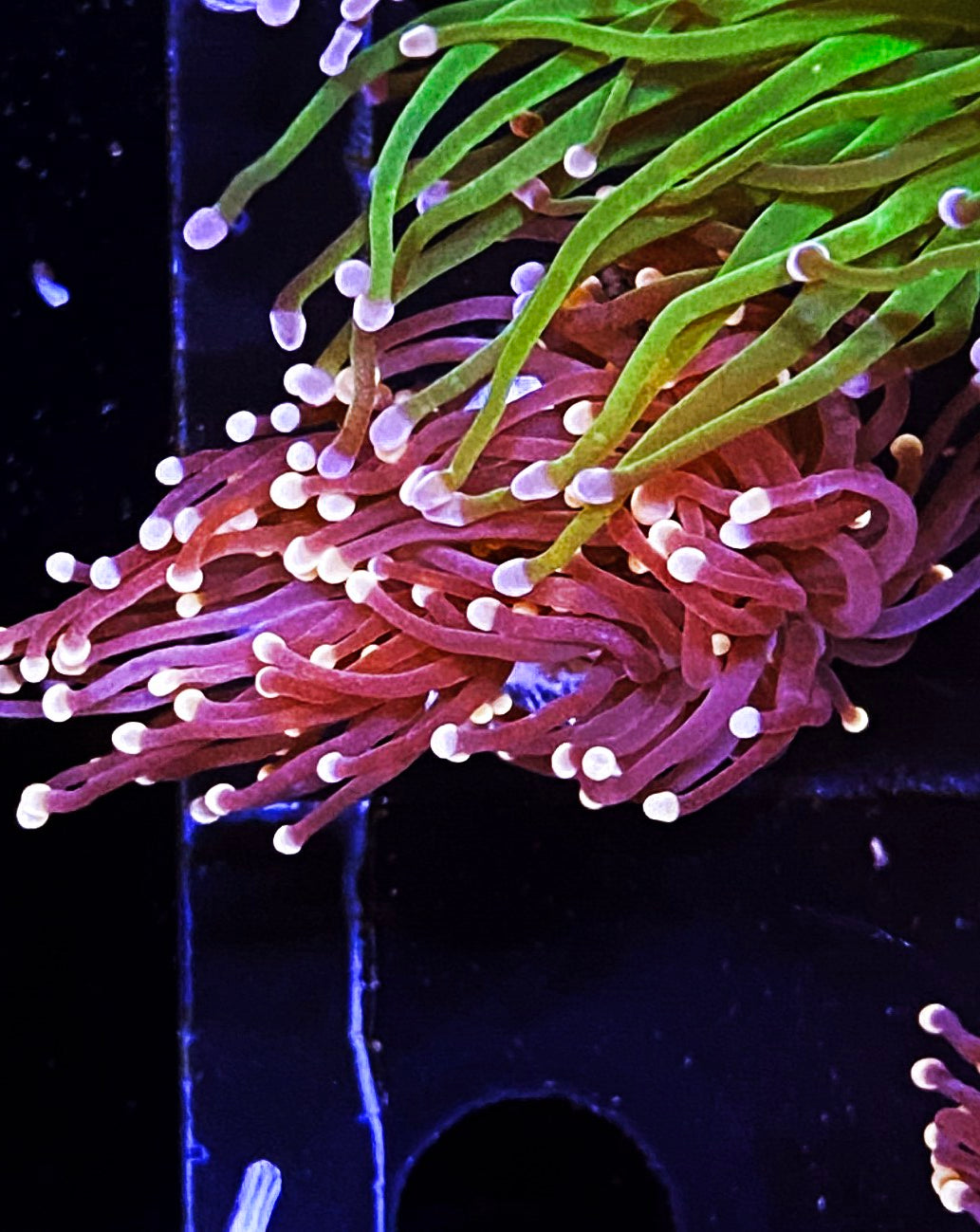 W32-A2 Pink Tip Purple Torch