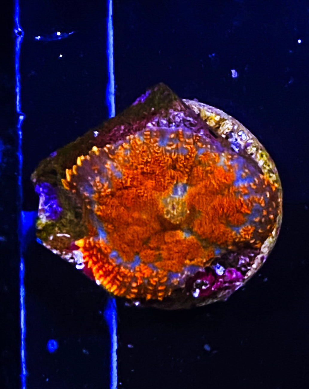 W32-e3 Orange Rhodactus