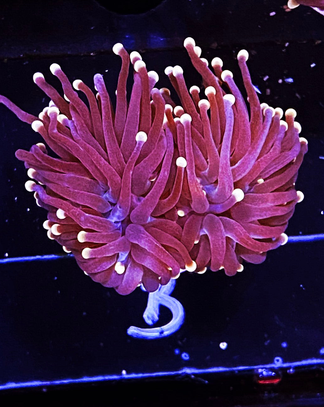 W32-B2 Pink Tip Purple Torch