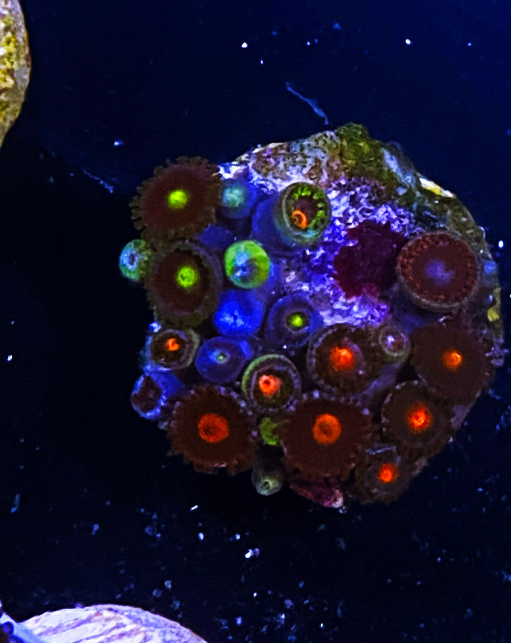 W43-D2 Combo Zoas