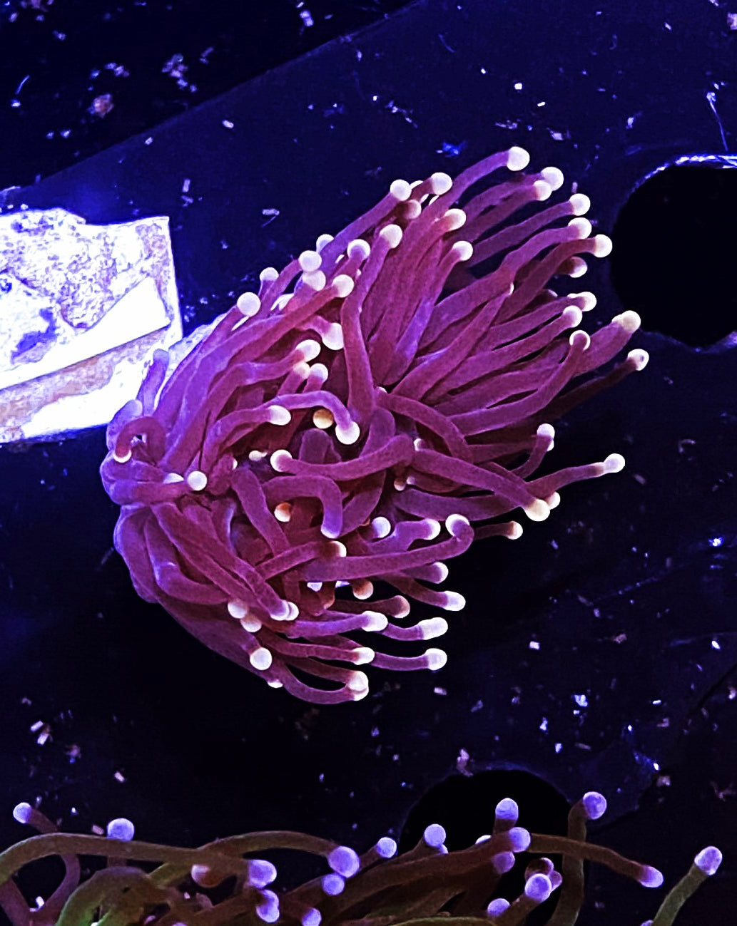 W32-C4 Pink Tip Purple Torch