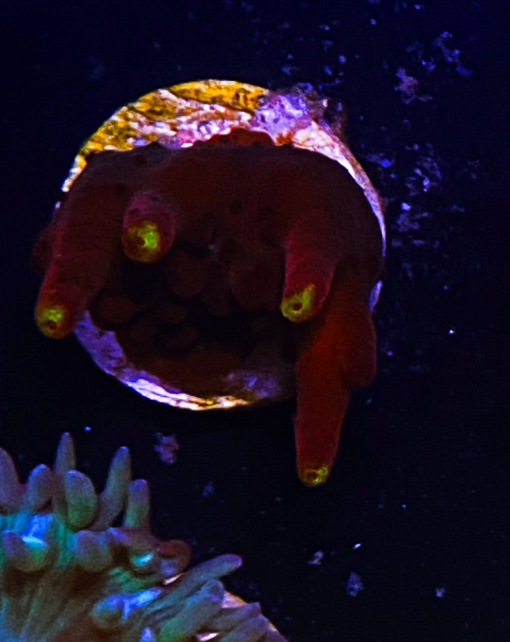 W32-D4 Aquacultured JF Fox Flame Acro
