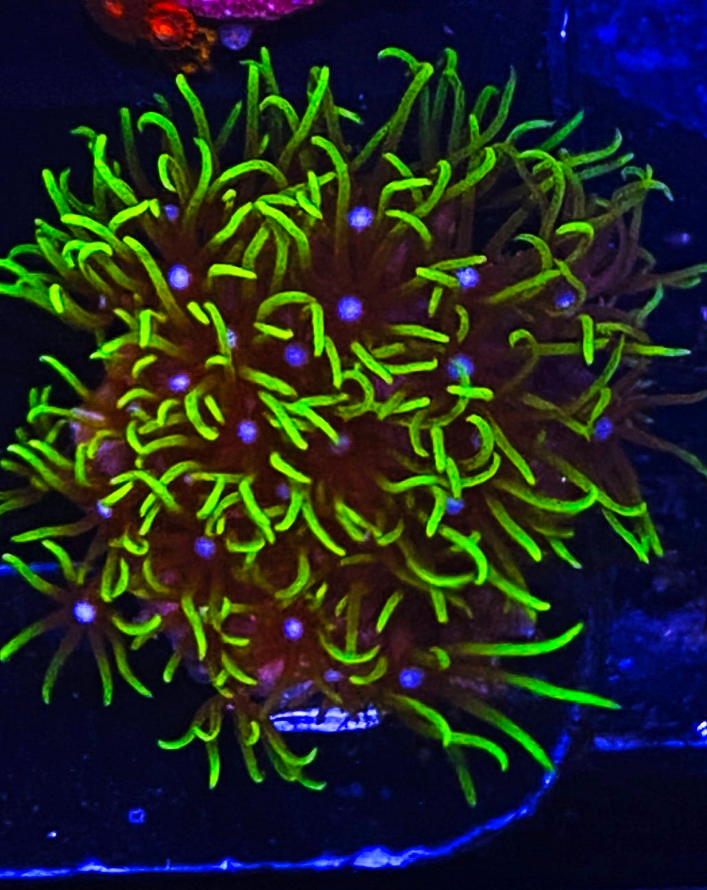 W32-E1 Aquacultured Green Star Polyps