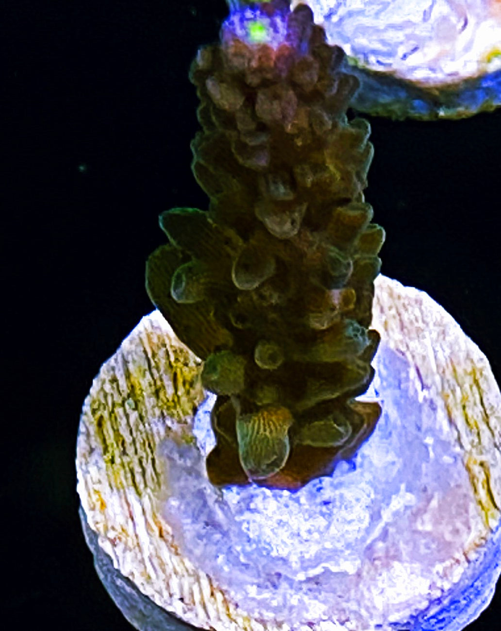 W33-B2 Aquacultured WWC Yellow Tip Tort