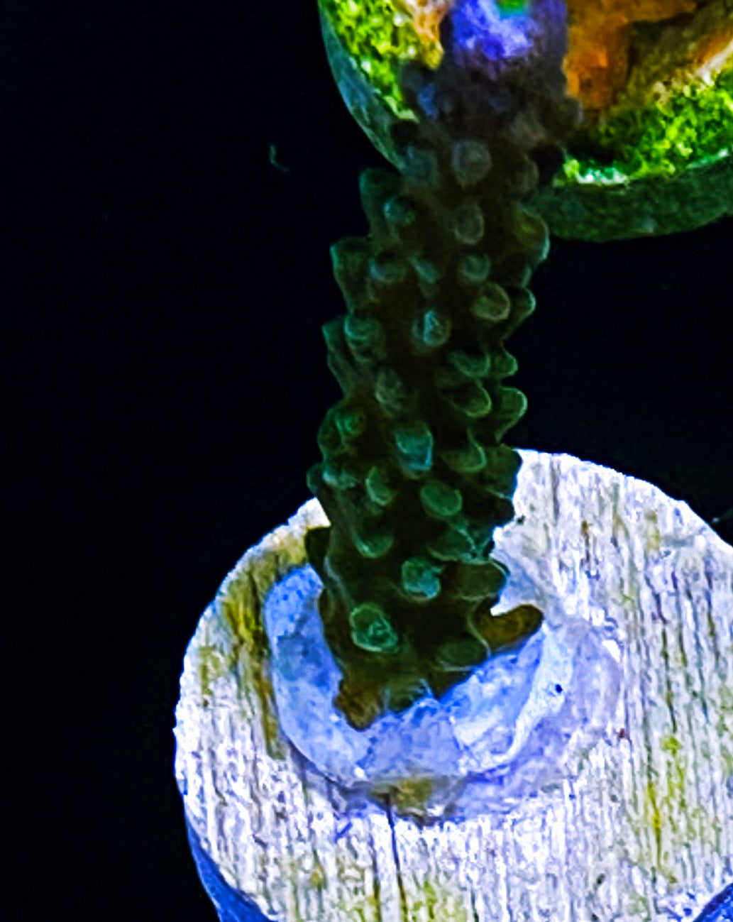 W33-C2 Aquacultured WWC Yellow Tip Tort