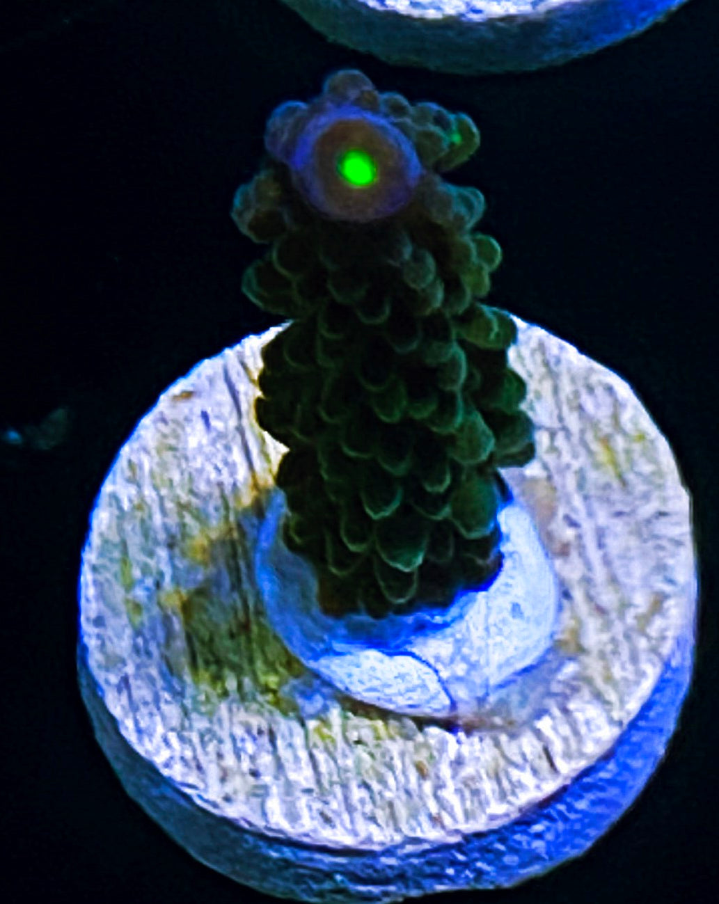 W33-D2 Aquacultured WWC Yellow Tip Tort