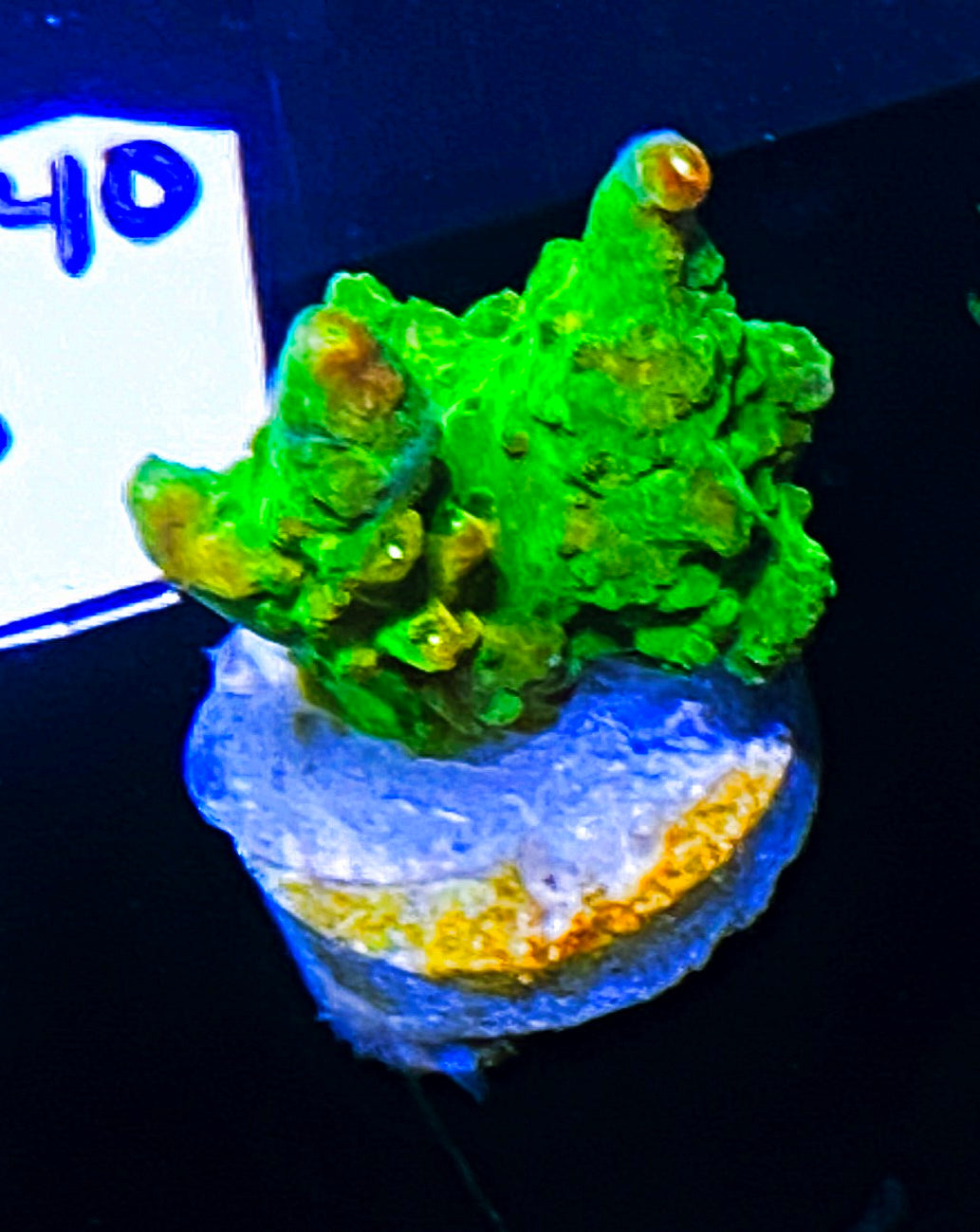 W33-D4 Aquacultured BattleCorals Xmas