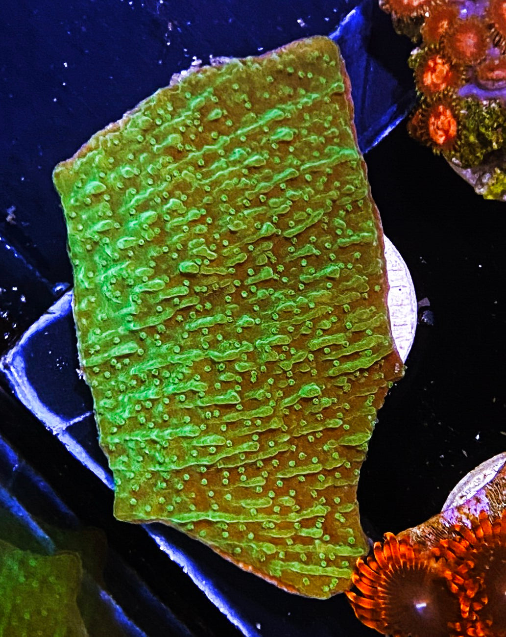 W34-A1 Aquacultured Chunky Green Monti Cap