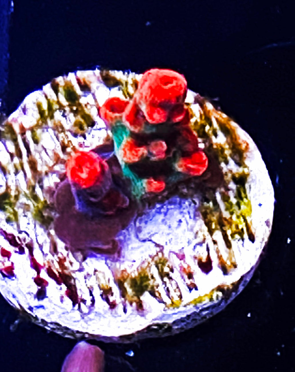 W34-A3 Aquacultured Raspberry Shortcake