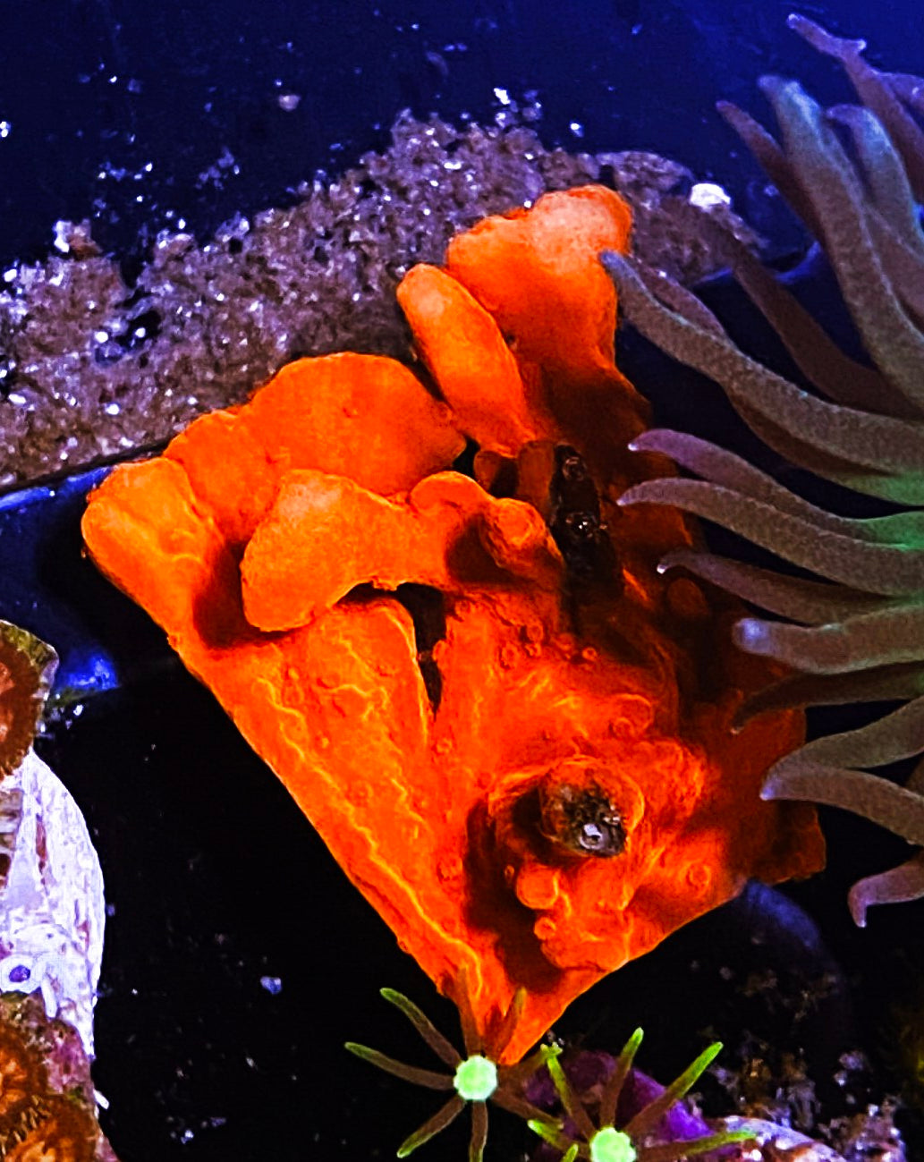 W34-A3 Aquacultured Red Hot Setosa