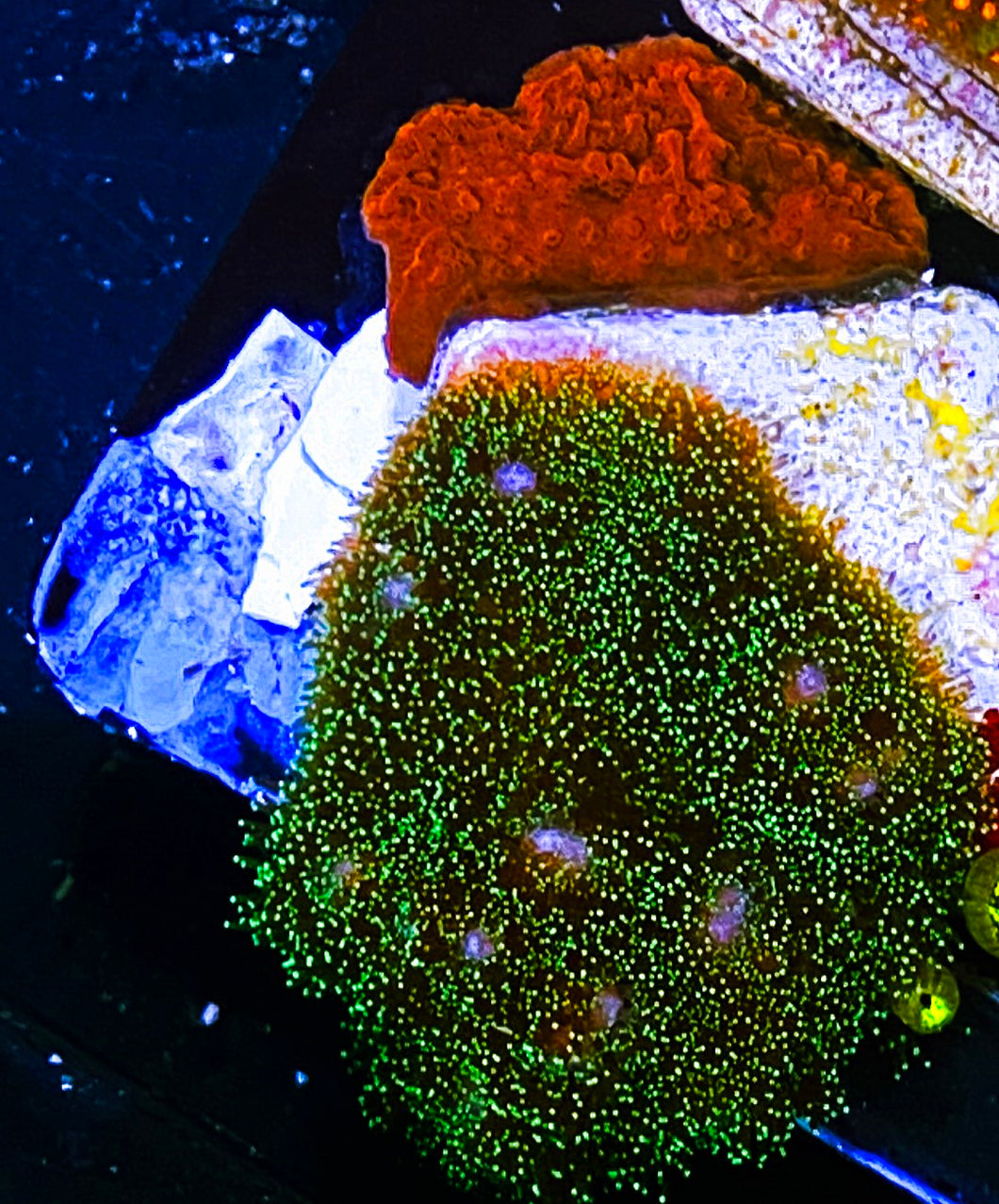 W34-A4 Aquacultured Poccilipora - Monti - Zoa Combo
