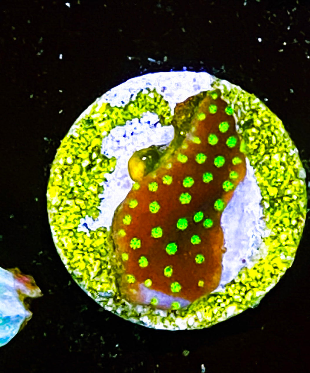 W97-B2 Aquacultured Monti