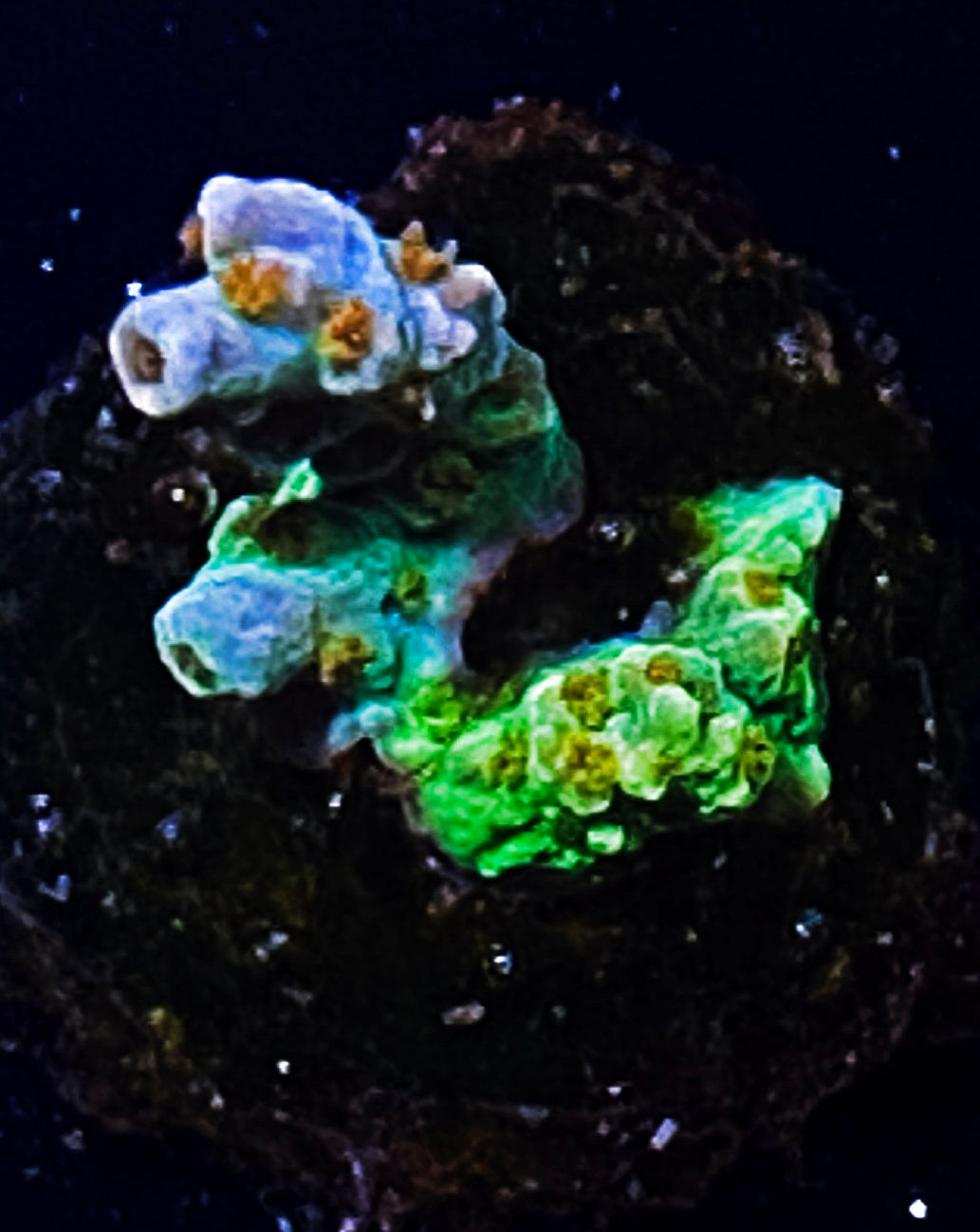 W34-B2 Aquacultured Walt Disney