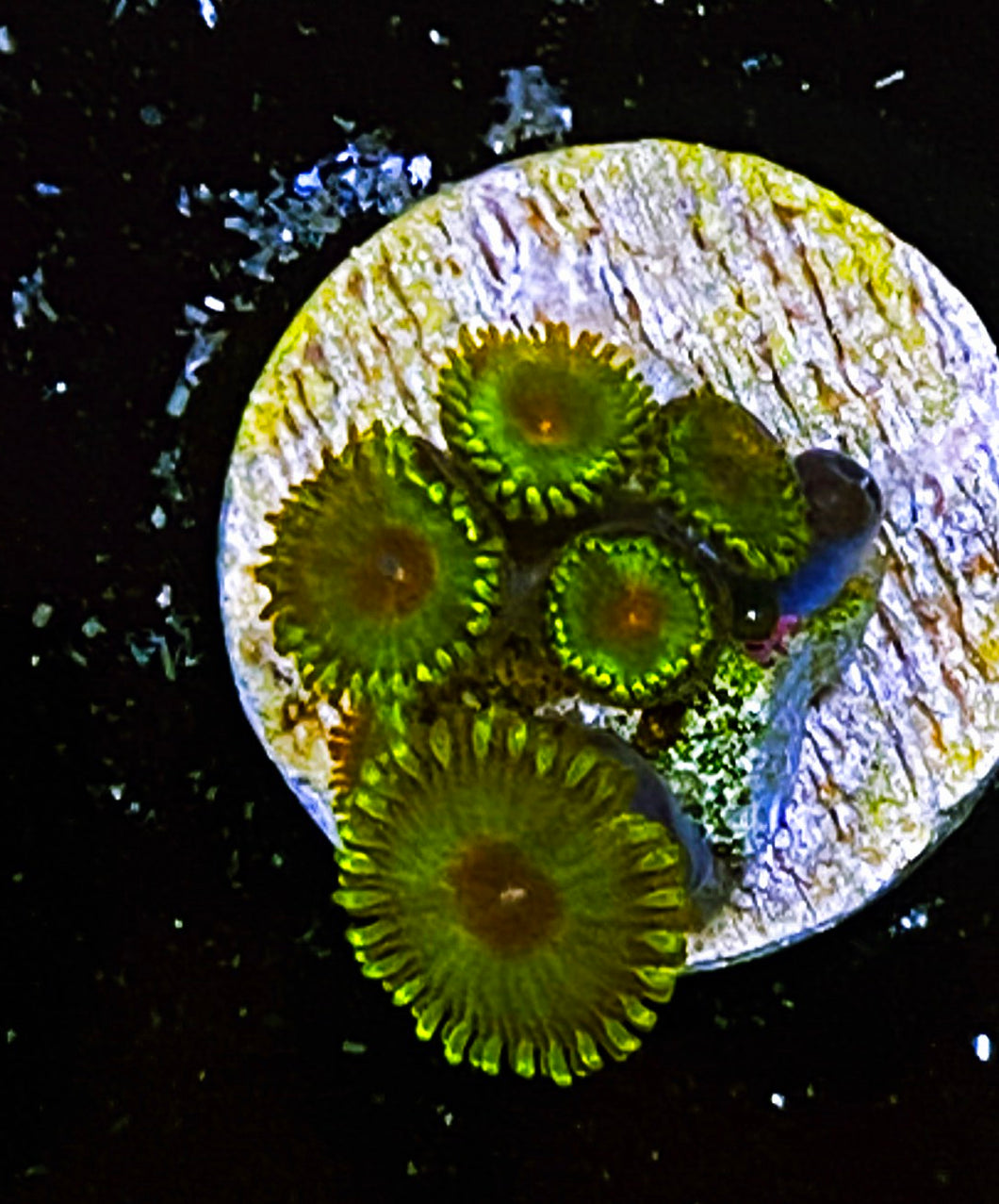 W34-B3 5p Aquacultured Golden Goddess Zoas