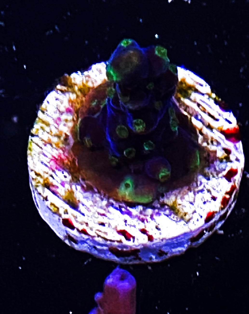 W34-C3 Aquacultured Acro