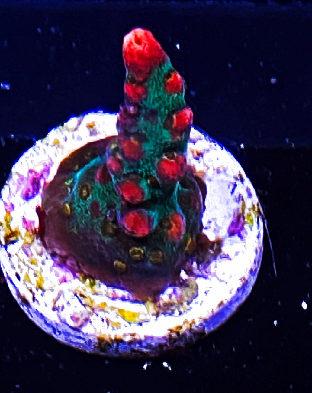W34-C4 Aquacultured Raspberry Shortcake
