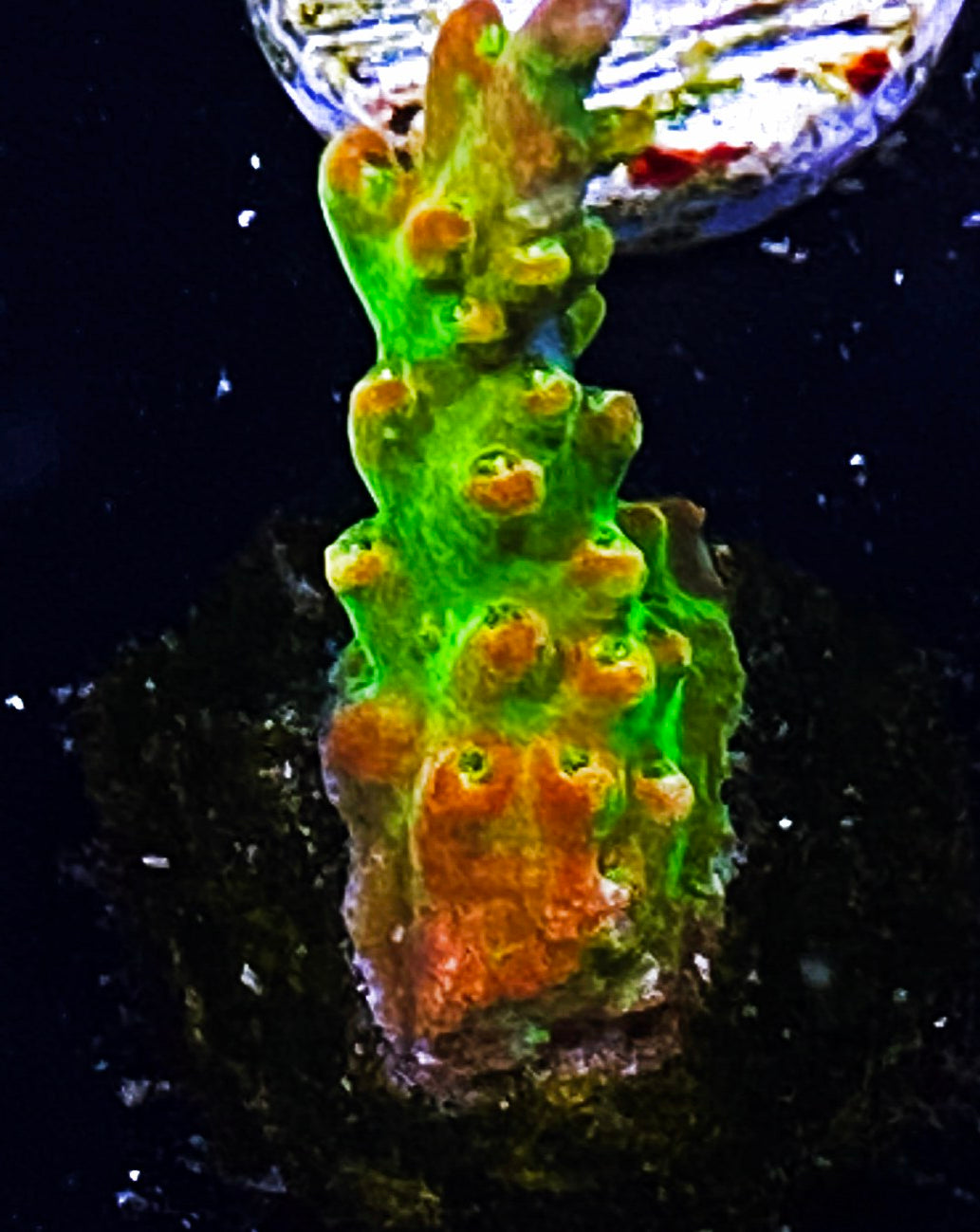 W34-D2 Aquacultured BattleCorals Xmas