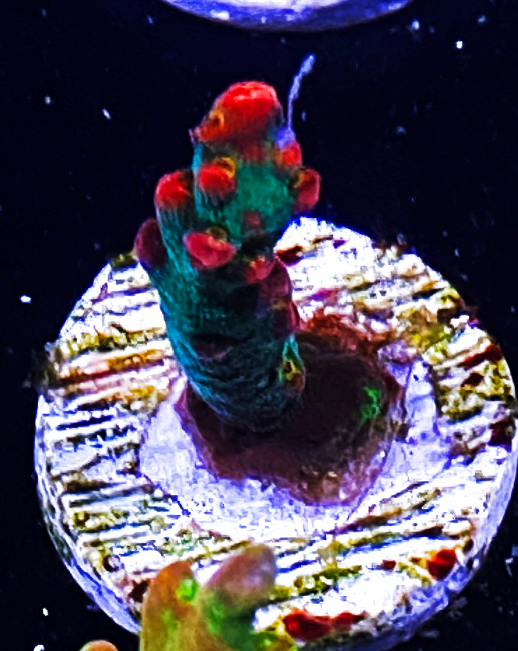 W34-D3 Aquacultured Raspberry Shortcake