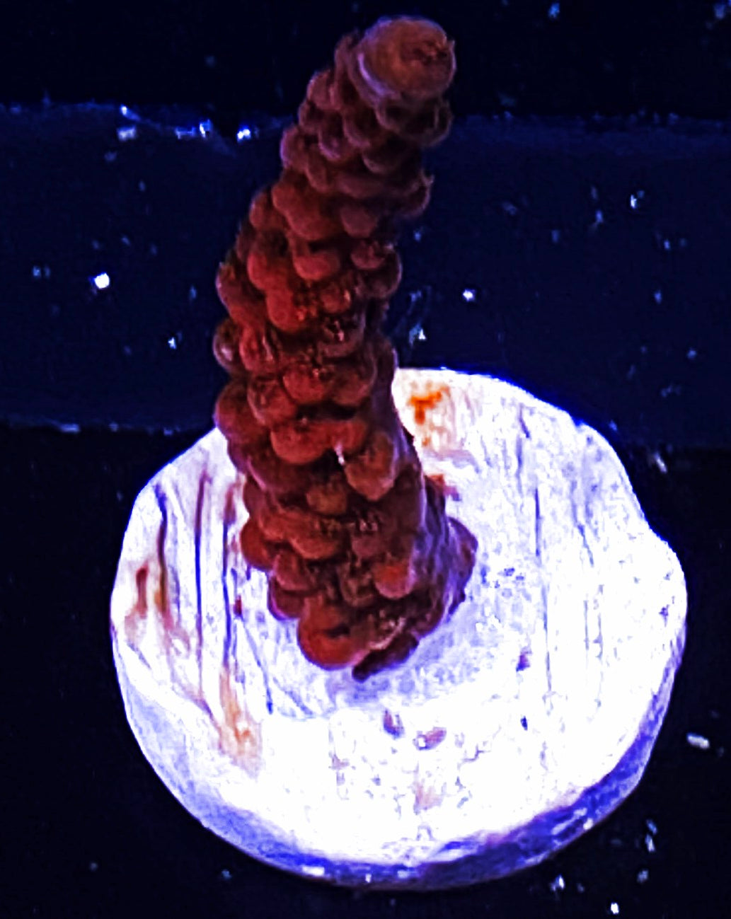 W34-D4 Aquacultured Red Planet