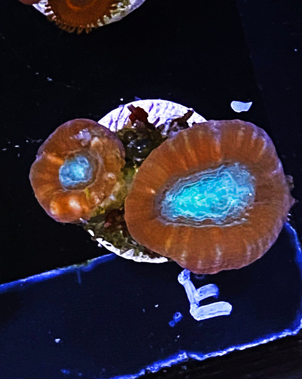 W34-E1 2H Aquacultured Blue Eye Trumpets