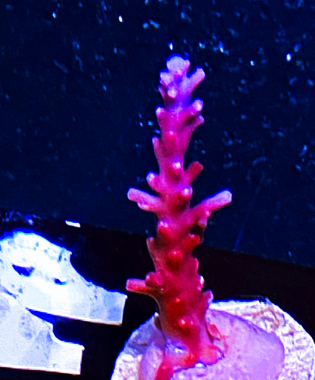 W34-E4 Aquacultured Red Dragon Acro