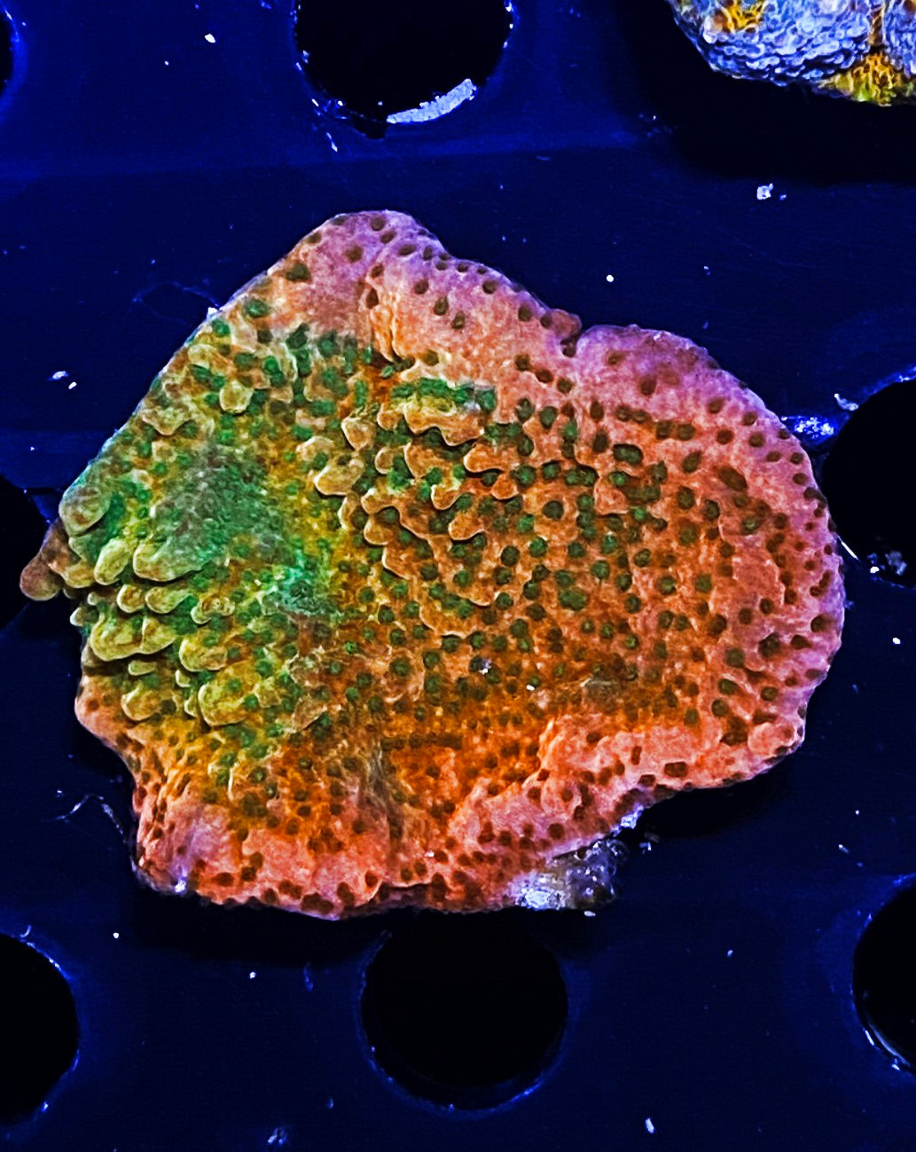 W35-D3 Aquacultured Chunky Freaky Nasty Monti
