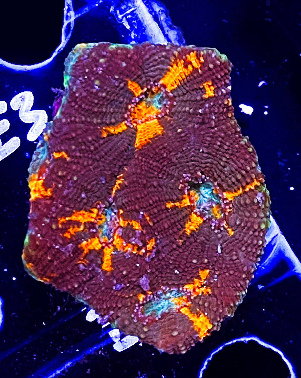 Z11-E2 Chunky Orange Splatter Echinata