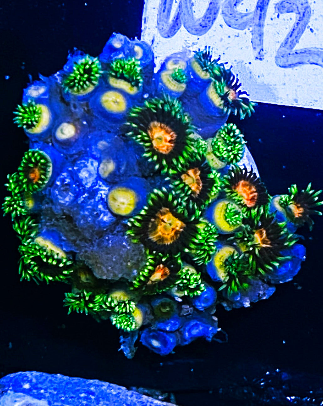 W42-C4 15p Ultra Zoas
