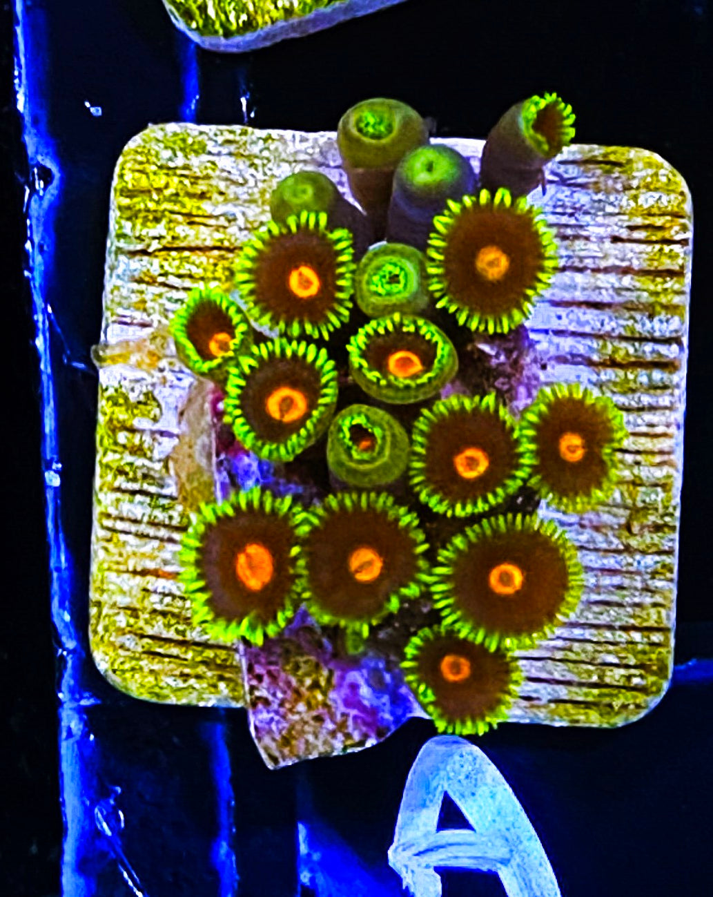 W5-A1 15p Aquacultured BlowPops