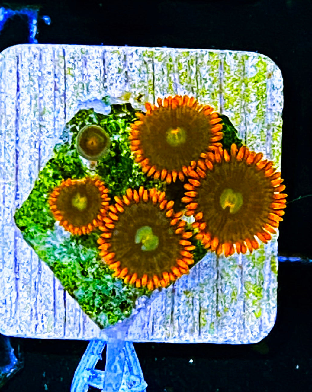 W5-A1 5p Aquacultured Fire & Ice Zoas