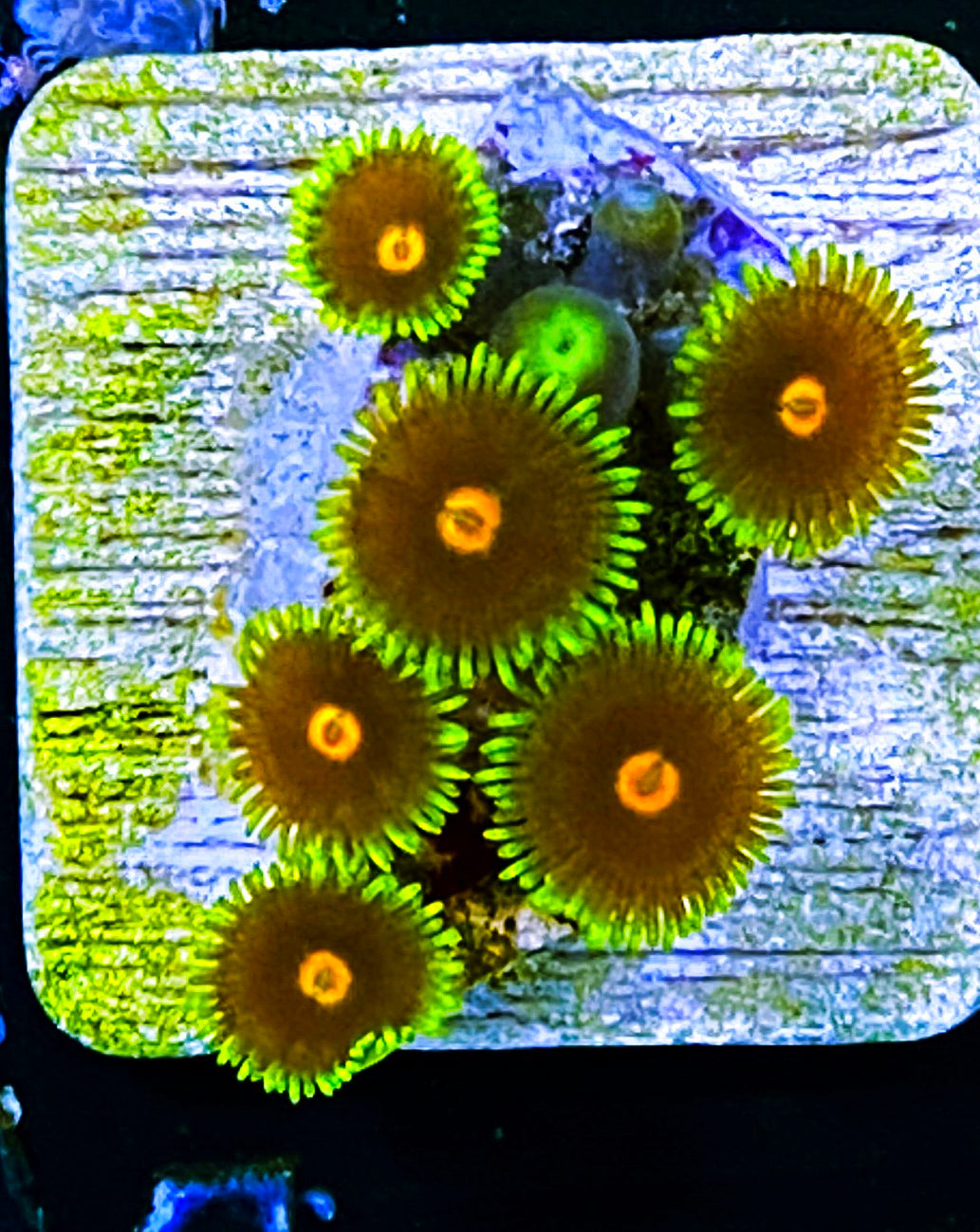 W5-A2 6p Aquacultured BlowPops