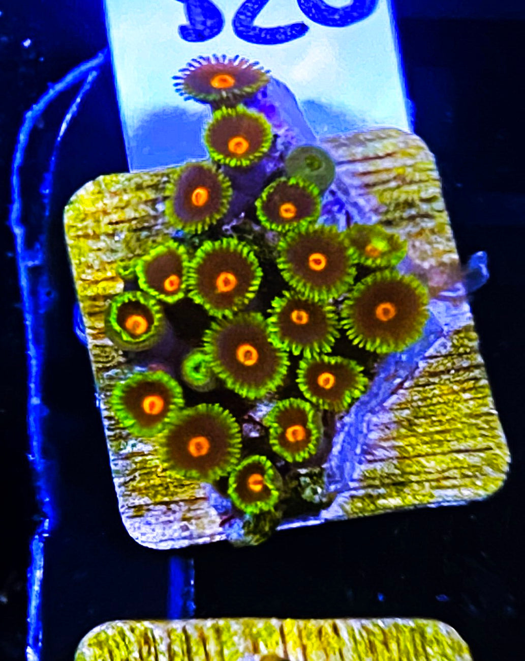 W5-A4 15p Aquacultured BlowPops