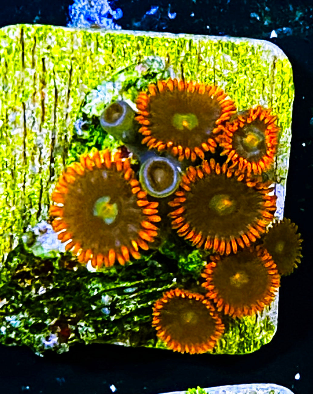 W5-A4 8p Aquacultured Fire & Ice Zoas