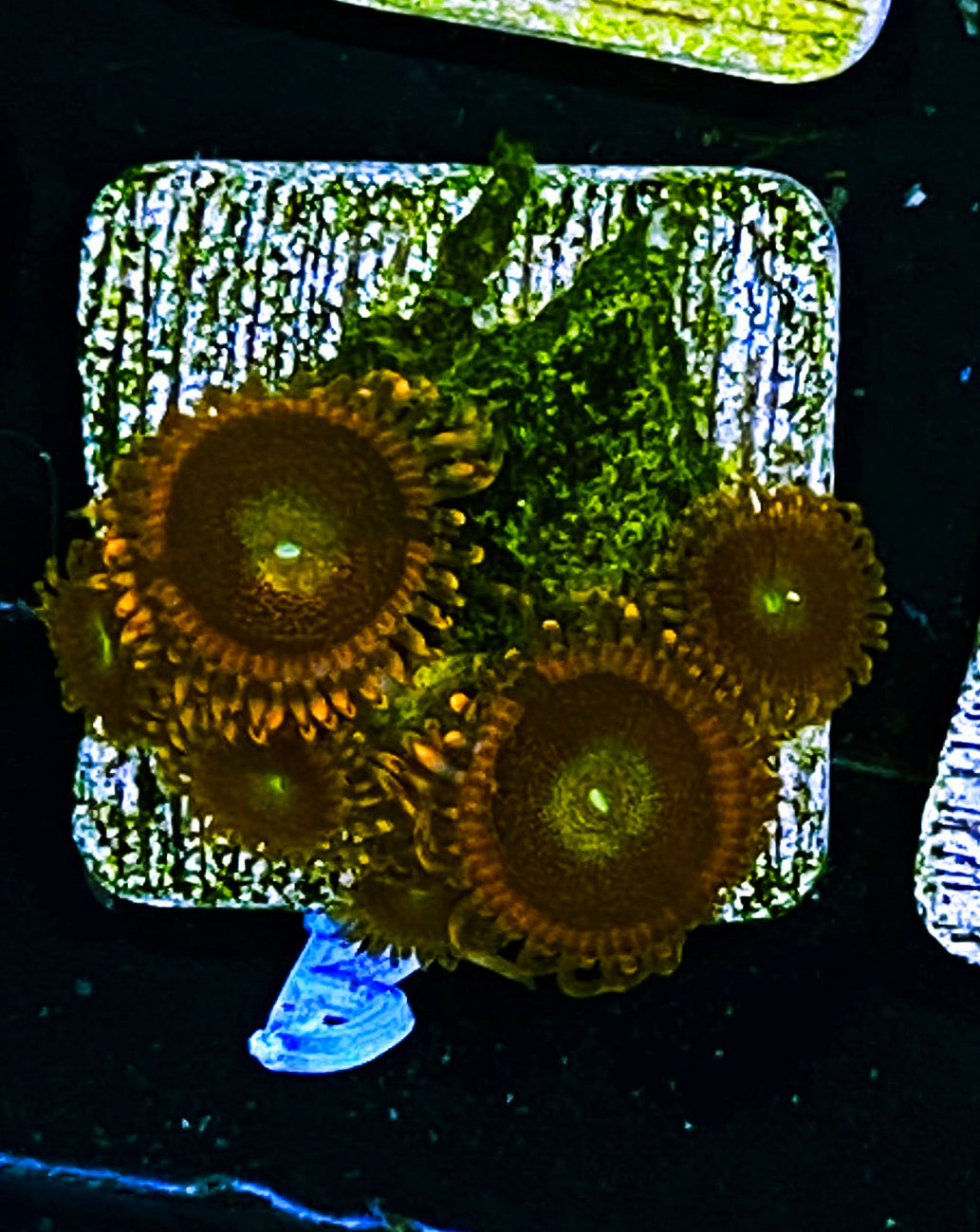 W5-B1 6p Aquacultured Anti-Matter Palys