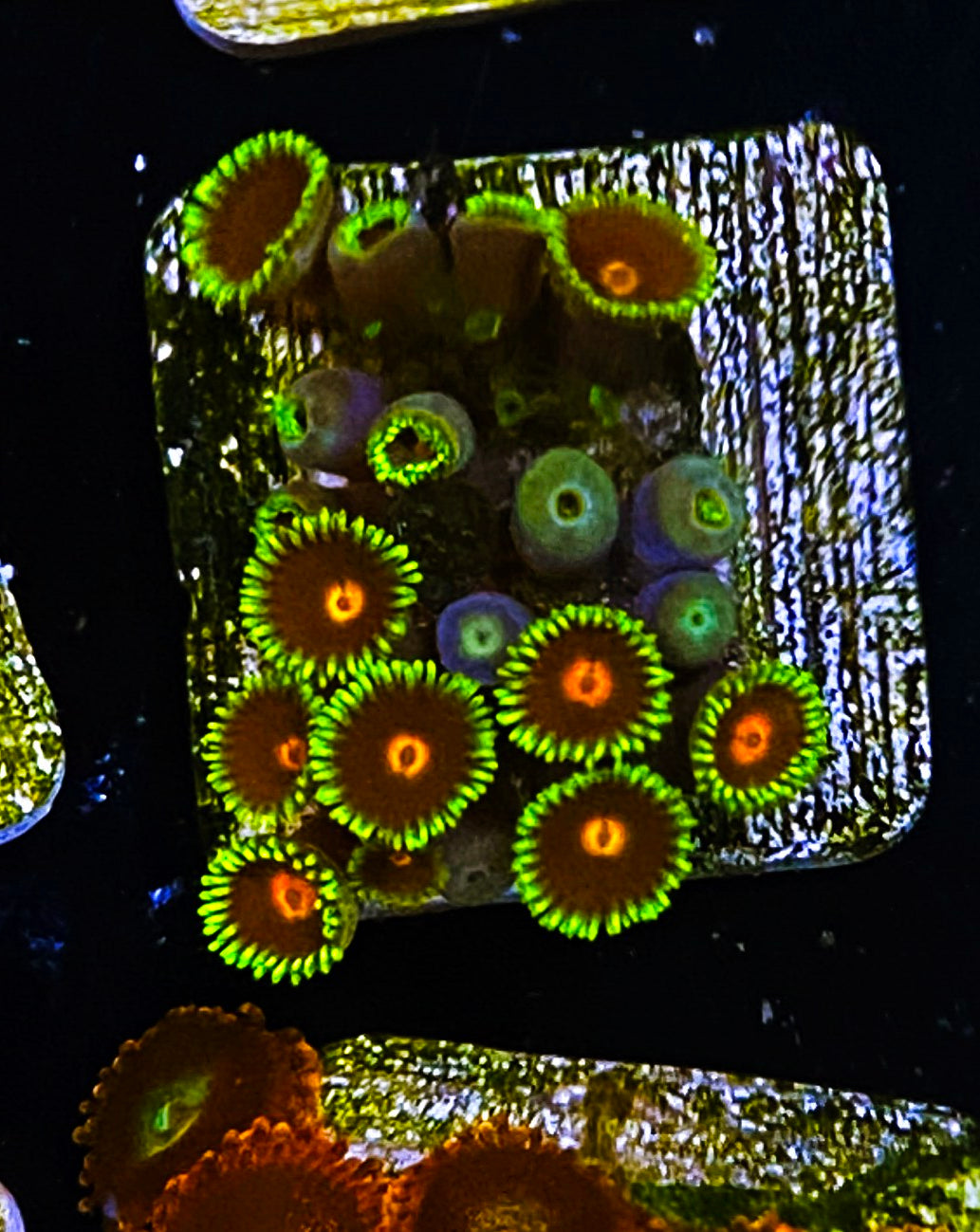 W5-B2 15p Aquacultured BlowPops