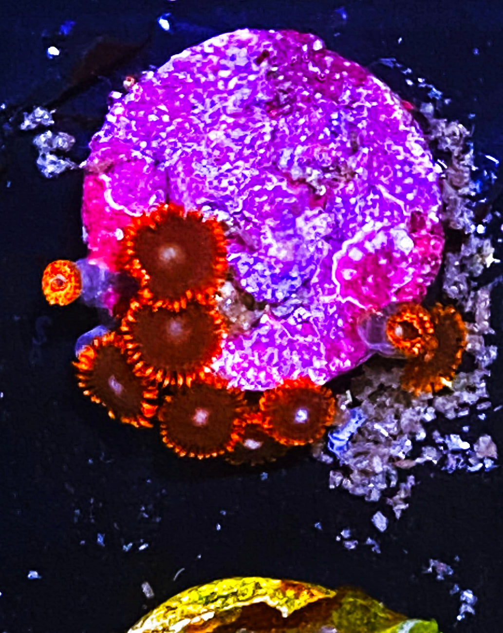 W5-B2 Aquacultured Zoas